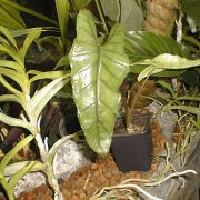 Image of Alocasia sp. nov. Phillipines 1 .